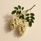 Acacia