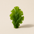 Algue verte