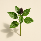 Basilic thaï