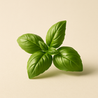 Basilic