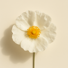 Ciste