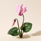 Cyclamen