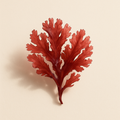 Extrait d'algue rouge