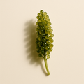 Extrait de caviar vert
