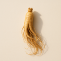 Extrait de racine de ginseng