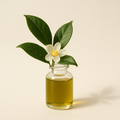Extrait de thé (Camellia sinensis)