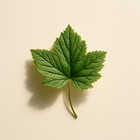 Feuille de cassis