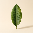 Feuille de curcuma