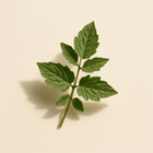 Feuille de tomate