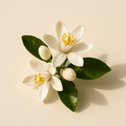 Fleur d'oranger
