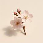 Fleur de cerisier