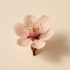 Fleur de pêcher