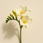 Freesia