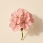 Géranium