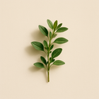 Herbe fraîche