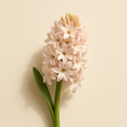 Jacinthe