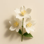 Jasmin Sambac
