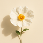 Labdanum