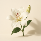 Lys