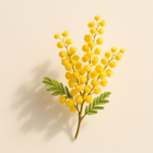 Mimosa