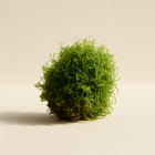 Mousse verte