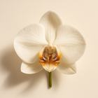 Orchidée
