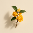 Osmanthus