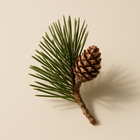 Pin méditerranéen