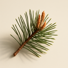 Pin sylvestre