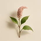 Polygonum