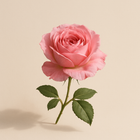 Rose de Damas