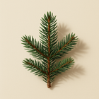 Sapin baumier