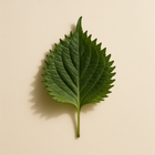 Shiso