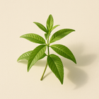 Verveine