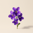Violette