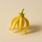 Ylang Ylang