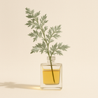 Absinthe (armoise)