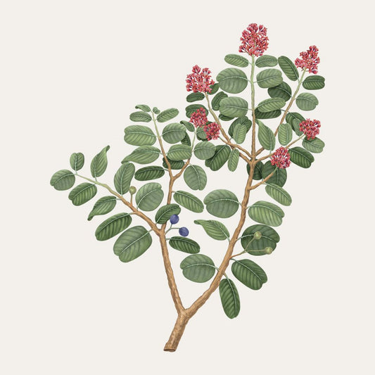 Bougie Santal Carrière Frères