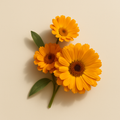 Calendula