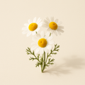 Camomille