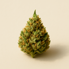 Cannabis
