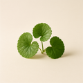 Centella asiatica