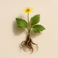 Coptis Japonica