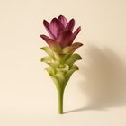 Curcuma