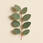 Eucalyptus