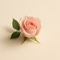 Extrait de rose