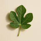 Feuille de figue