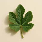 Feuille de figuier