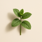 Feuille de menthe