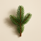 Fir